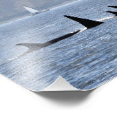 Impression Photo Baleines D'Orca En Baignade (Coin)