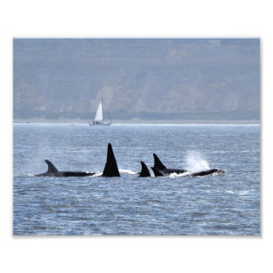 Impression Photo Baleines D'Orca En Baignade