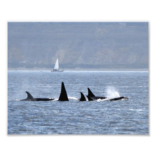 Impression Photo Baleines D'Orca En Baignade (Devant)