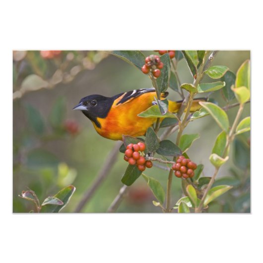 Impression Photo Baltimore Oriole (Devant)