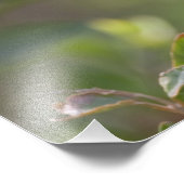 Impression Photo Baltimore Oriole (Coin)