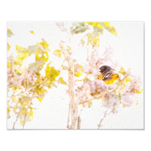 Impression Photo Baltimore Oriole Wall Art Print (Devant)