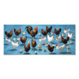 Impression Photo Bande de poussins et de coquelets