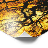 Impression Photo baobab africain, Adansonia digitata, (Coin)