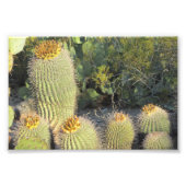 Impression photo Baril Cactus (Devant)