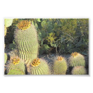 Impression photo Baril Cactus
