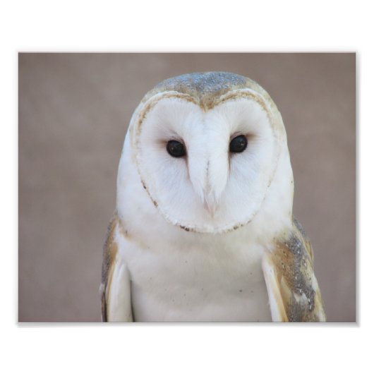 Impression Photo Barn Owl (Devant)