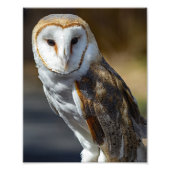 Impression Photo Barn Owl (Devant)