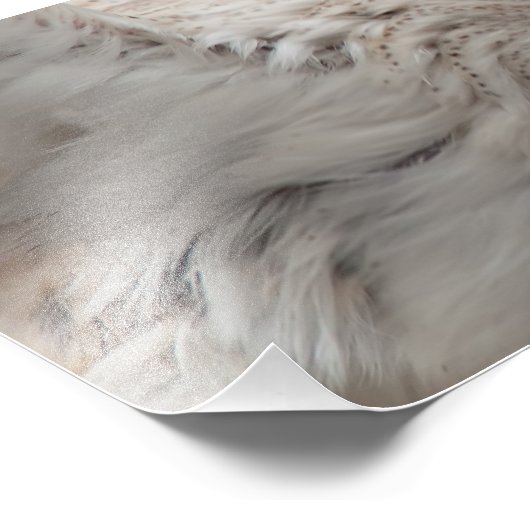 Impression Photo Barn Owl (Coin)