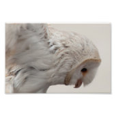 Impression Photo Barn Owl (Devant)
