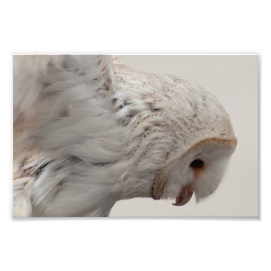 Impression Photo Barn Owl (Devant)