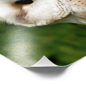 IMPRESSION PHOTO BARN OWLS (Coin)