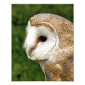 IMPRESSION PHOTO BARN OWLS (Devant)