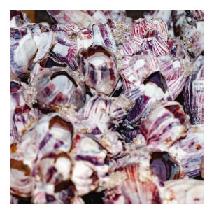 Impression Photo Barnacles