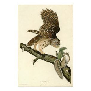 Impression Photo Barred Owl, John James Audubon's Birds of America