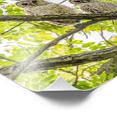 Impression Photo Barred Owley (Coin)