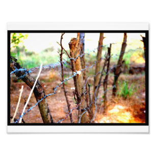 Impression Photo Barrière de barbelé