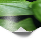 Impression Photo Basil Herb (Coin)