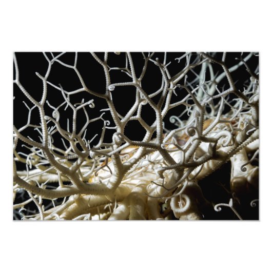 Impression Photo Basket Star (Gorgonocephalus eucnemis) (Devant)