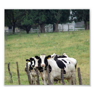 Impression Photo Bataille laitière Amish