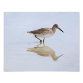 Impression Photo Beach Willet (Devant)
