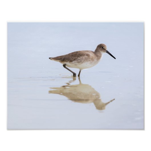 Impression Photo Beach Willet (Devant)