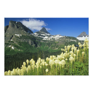 Impression Photo Beargrass près de Logan Pass dans le parc national