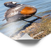 Impression Photo Beau canard arlequin sur le rocher (Coin)