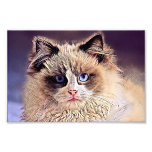 Impression Photo Beau chat pelucheux