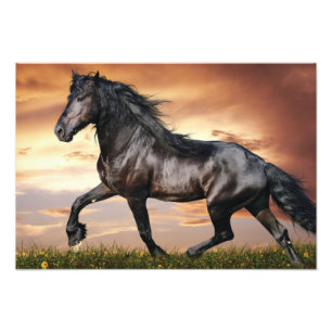 Impression Photo Beau Cheval Noir
