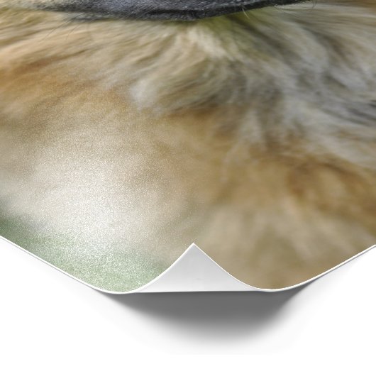 Impression Photo Beau chien (Coin)