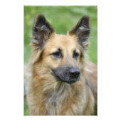 Impression Photo Beau chien (Devant)