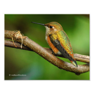 Impression Photo Beau colibri Rufous sur les vignes de enroulement