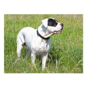 Impression Photo Beau Dogo Argentino