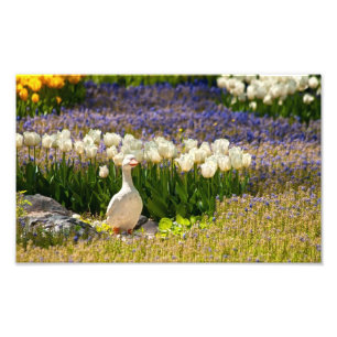 Impression Photo Beau jardin
