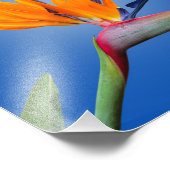 Impression Photo Beau Oiseau de Paradise Strelitzia Flower (Coin)