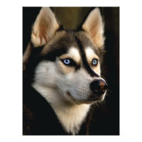 Beau Oreiller Husky Lrow