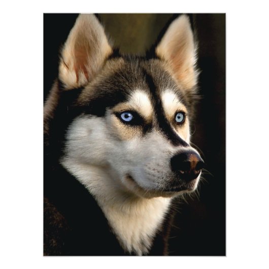 Impression Photo Beau Oreiller Husky Lrow (Devant)