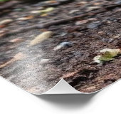 Impression Photo beau paon (Coin)