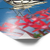 Impression Photo Beau Papillon (Coin)