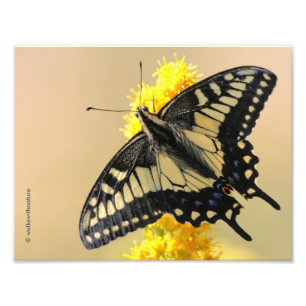 Impression Photo Beau papillon anis Swallowtail au soleil