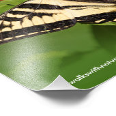 Impression Photo Beau papillon de l'Ouest de Tigre Swallowtail (Coin)