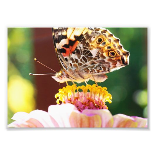 Impression Photo Beau papillon sur une fleur rose Zinnia (Devant)