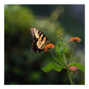 Impression Photo Beau papillon Swallowtail