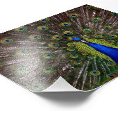 Impression Photo Beau Peacock (Coin)