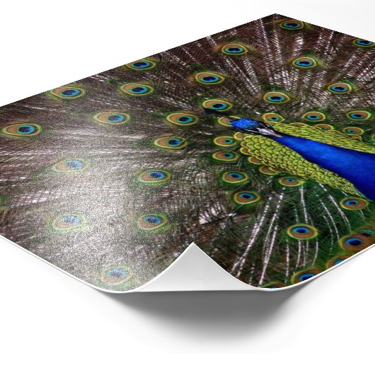 Impression Photo Beau Peacock (Coin)