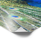 Impression Photo Beau Peacock bleu (Coin)