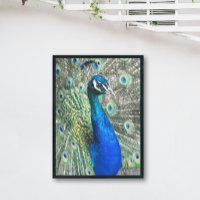 Beau Peacock bleu