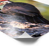 Impression Photo Beau pic pilé sur l'arbre (Coin)