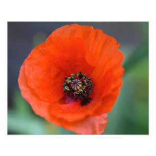 Impression Photo Beau Poppy rouge sauvage
